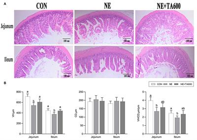 Trans-anethole Ameliorates Intestinal Injury Through Activation of Nrf2 Signaling Pathway in Subclinical Necrotic Enteritis-Induced Broilers